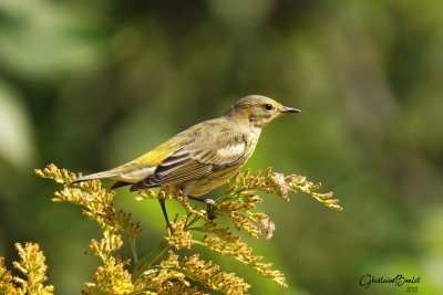 Paruline tigre (Cape May Warbler)