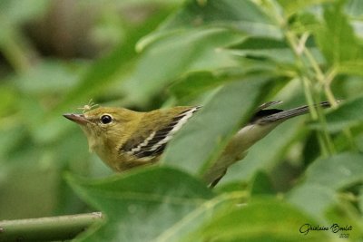 Paruline  poitrine baie (Bay-breasted Warbler)