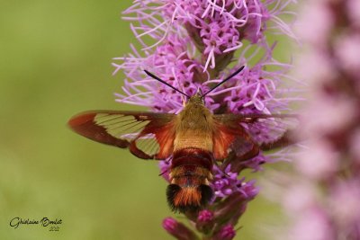 Sphinx colibri