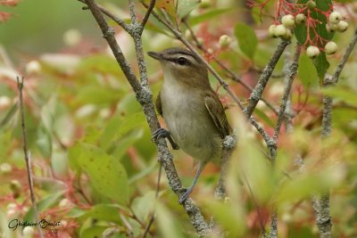 Viro aux yeux rouges (Red-eyed Vireo)