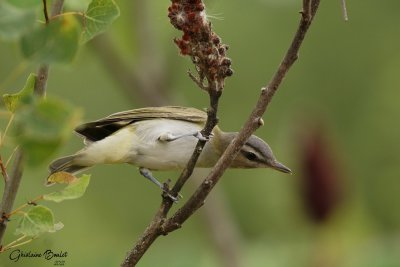 Viro aux yeux rouges (Red-eyed Vireo)