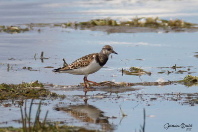 Tournepierre  collier (Ruddy Turnstone)