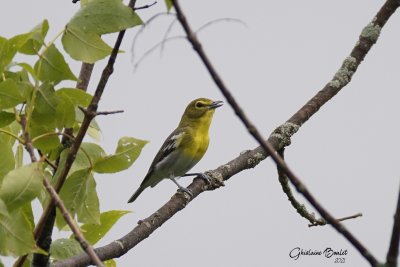 Viro  gorge jaune (Yellow-throated Vireo)