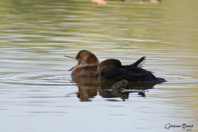 Harle couronn (Hooded Merganser)