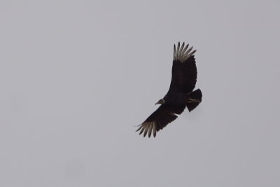 Urubu noir (Black Vulture)