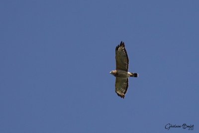 Petite Buse (Broad-winged Hawk)