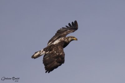 Pygargue  tte blanche (Bald Eagle)