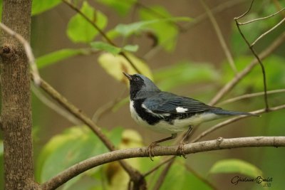 Paruline bleu (Black-throated Blue Warbler)