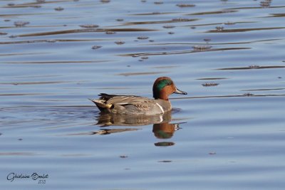 Sarcelle d'hiver (Green-winged Teal)