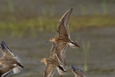 Bcasseau  poitrine cendre (Pectoral Sandpiper)