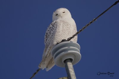 Harfang des neiges (Snowy Owl)