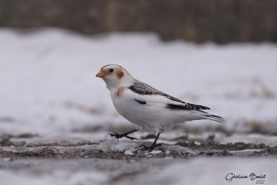 Plectrophane des neiges (Snow Bunting)