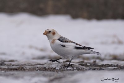  Plectrophane des neiges (Snow Bunting)