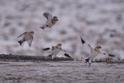Plectrophane des neiges (Snow Bunting)
