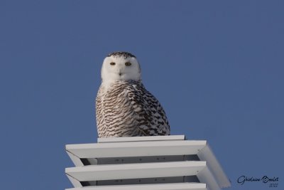 Harfang des neiges (Snowy Owl)