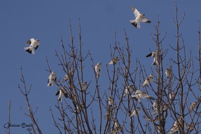 Plectrophane des neiges (Snow Bunting)