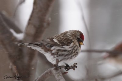 Sizerin flamm (Common Redpoll) 