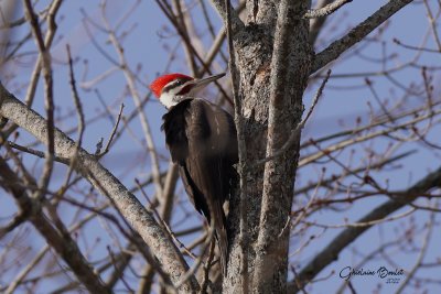 Grand Pic (Pileated Woodpecker)