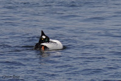 Garrot a oeil d'or (Common Goldeneye)