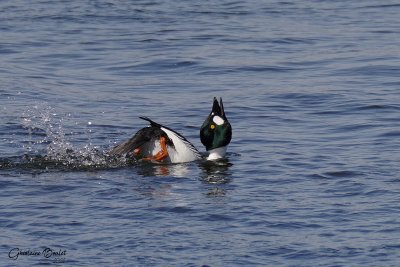 Garrot a oeil d'or (Common Goldeneye)