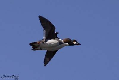 Garrot a oeil d'or (Common Goldeneye)