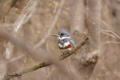 Martin pcheur d'Amrique (Belted Kingfisher)