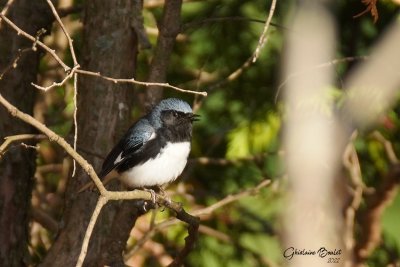 Paruline bleu (Black-throated Blue Warbler)