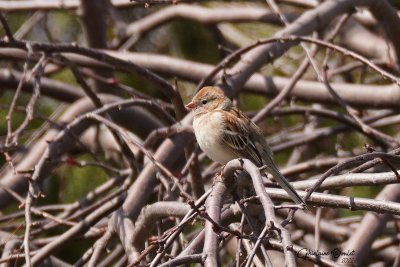 Bruant des champs (Field Sparrow)