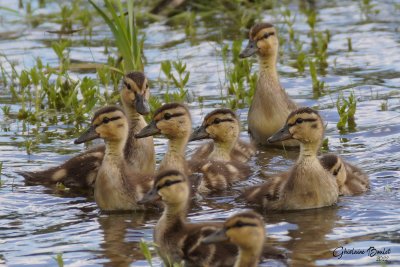 Canard colvert (Mallard)