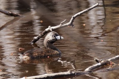 Grbe  bec bigarr (Pied-billed Grebe)