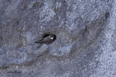Hirondelle de rivage (Bank Swallow)