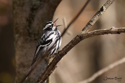 Paruline noir et blanc (Black-and-white Warbler)