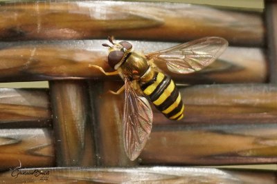 Famille syrphidés