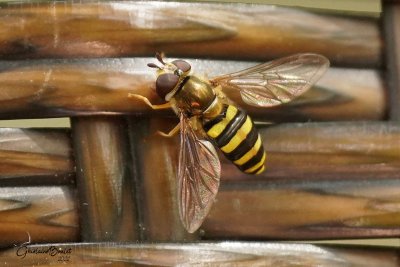 Famille syrphids