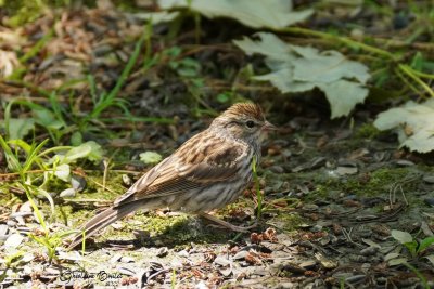 Bruant familier (Chipping Sparrow)