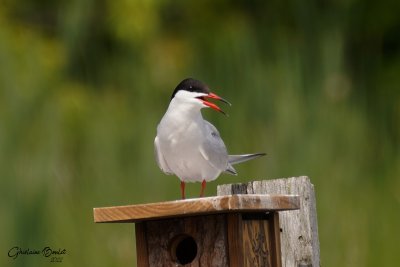 Sterne pierregarrin (Common Tern)