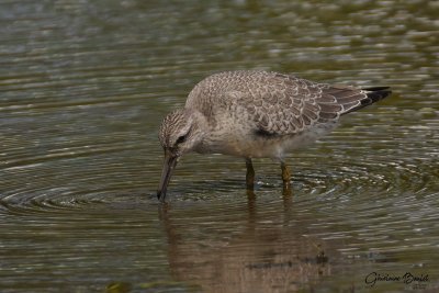 Bcasseau maubche (Red Knot)