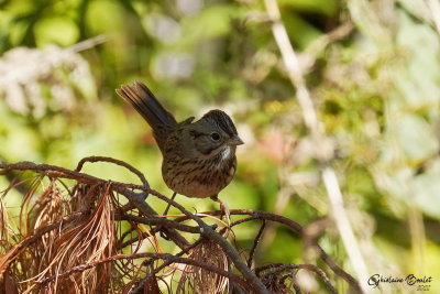 Bruant de Lincoln (Lincoln's Sparrow)