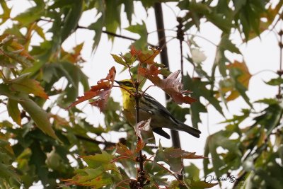 Paruline de Townsend (Townsends Warbler)