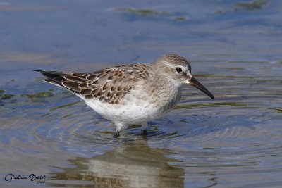 Bcasseau  croupion blanc (White-rumped Sandpiper)