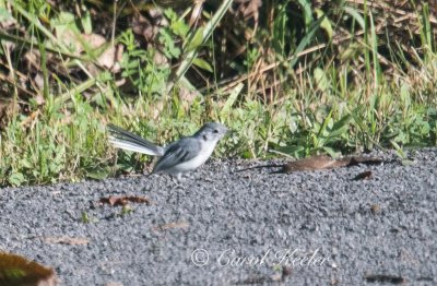 Blue Gray Gnatcatcher