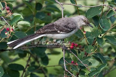 Adult Northern Mockingbird 