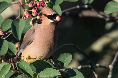 Cedar Waxwing and Berry 