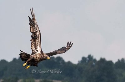 Fly By Young Bald Eagle 