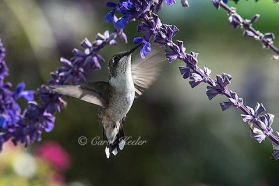 Male Juvenile Hummingbird 