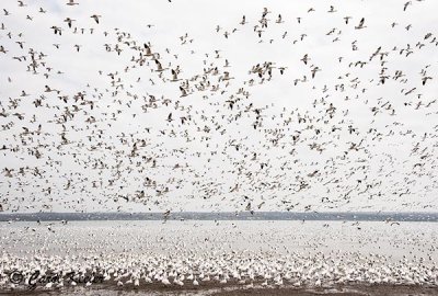 Cayuga Lake Snow Geese Flurry