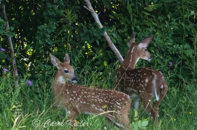 Fawns Across the Road