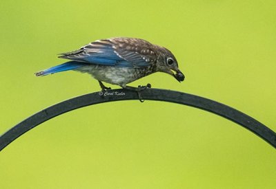 My Fledging Bluebird 
