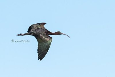 Glossy Ibis Fly-By