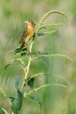 The Lookout Bobolink